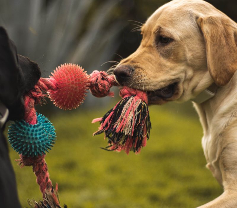 financial mediation full